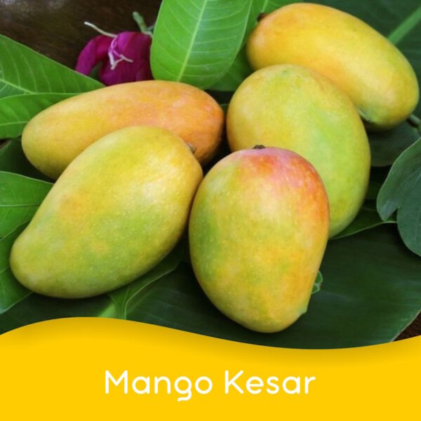 Mango Kesar (Per Unit)